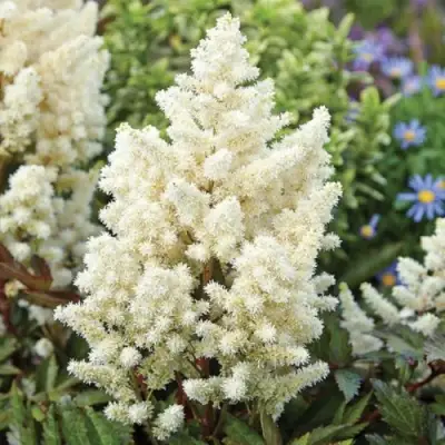 Астильба ХЭППИ ДЕЙ Арендса в Калинковичах