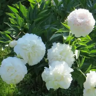 Пион МУН ОВЕР БАРРИНГТОН травянистый в Калинковичах