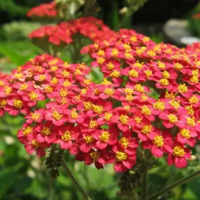 Тысячелистник ПАПРИКА обыкновенный в Калинковичах