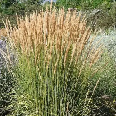 Вейник АВАЛАНШ остроцветковый в Калинковичах