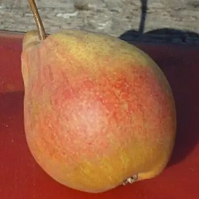 Груша ТАТЬЯНА в Калинковичах