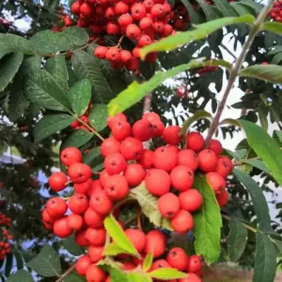 Рябина НЕВЕЖИНСКАЯ сладкоплодная в Калинковичах