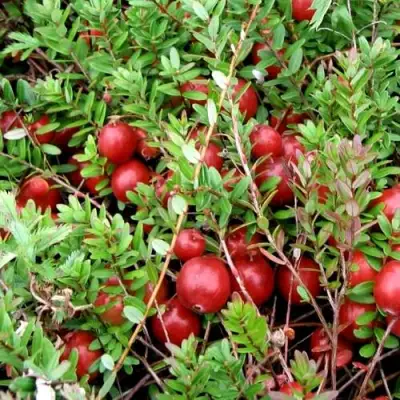 Клюква СТИВЕНС в Калинковичах