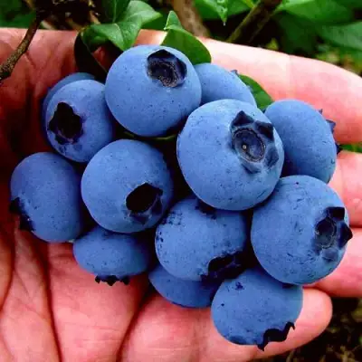 Голубика РЕКА в Калинковичах