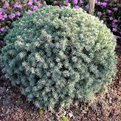 Ель ЭХИНИФОРМИС сизая в Калинковичах