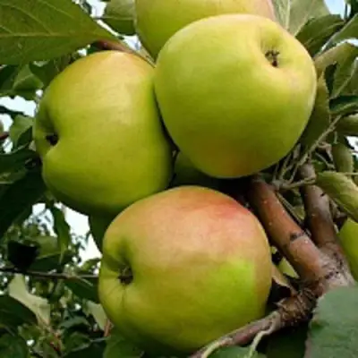 Яблоня БРАТ ЧУДНОГО стелющаяся в Калинковичах