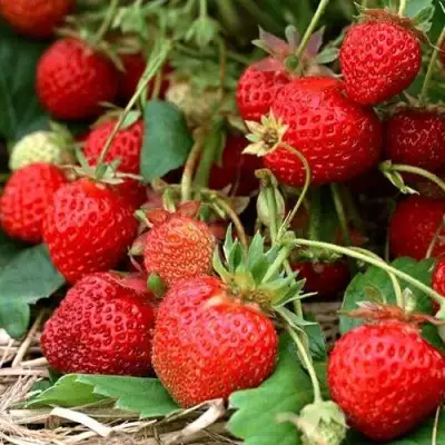 Клубника САН АНДРЕАС ремонтантная в Калинковичах