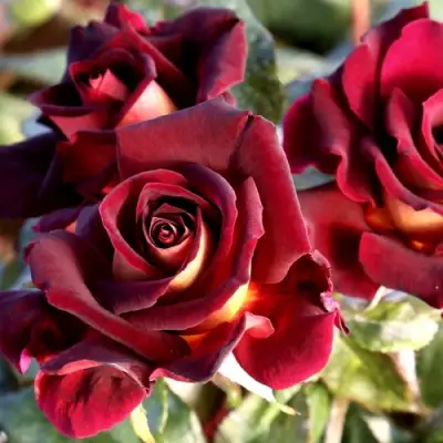 Роза ЭДДИ МИТЧЕЛЛ чайно-гибридная в Калинковичах