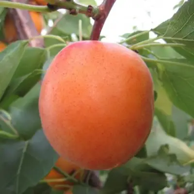 Абрикос ГОЛД РИЧ в Калинковичах