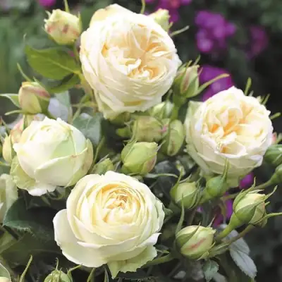 Роза ВЕНДИНГ ПИАНО чайно-гибридная в Калинковичах