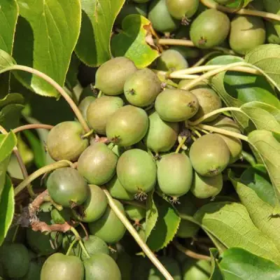 Актинидия ДЖИРАЛЬДИ в Калинковичах