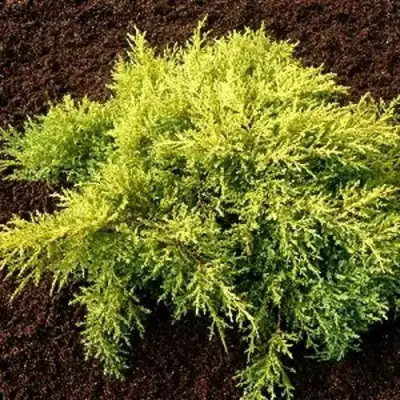Можжевельник МОРДИГАН ГОЛД средний в Калинковичах