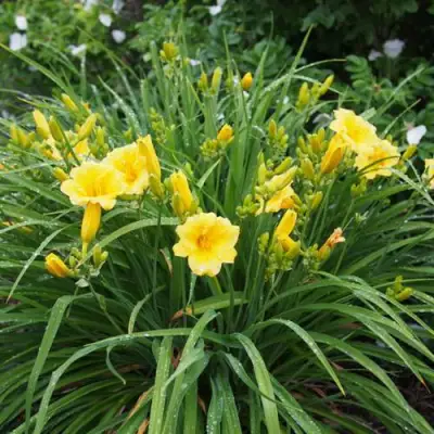 Лилейник СТЕЛЛА ДЕ ОРО гибридный в Калинковичах