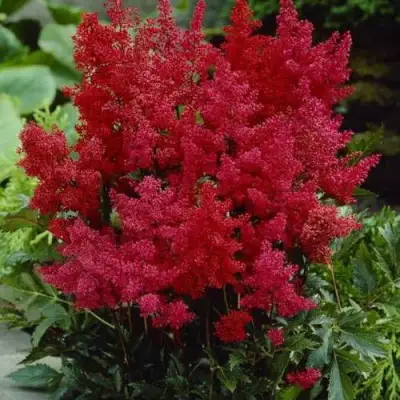 Астильба ГРАНАТ Арендса в Калинковичах