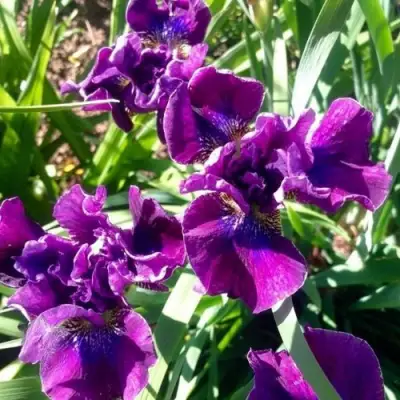 Ирис БАНДЛ ОВ ДЖОЙ сибирский в Калинковичах