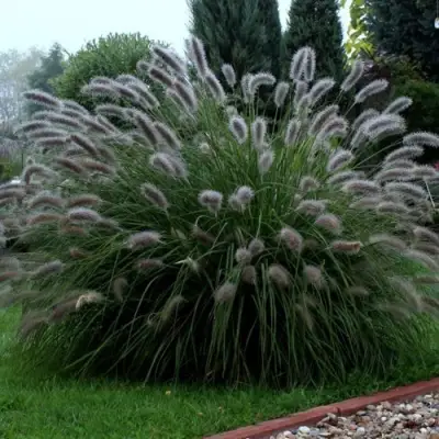 Пеннисетум ЛЕДИ Ю в Калинковичах