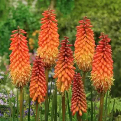 Книфофия АЛЬКАЗАР гибридная в Калинковичах