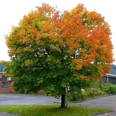 Клен остролистный в Калинковичах