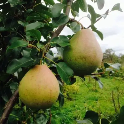 Груша ЛИРА в Калинковичах