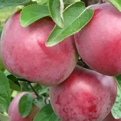 Яблоня АЛЕСЯ в Калинковичах