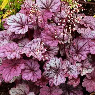 Гейхера ШУГА ФРОСТИНГ в Калинковичах