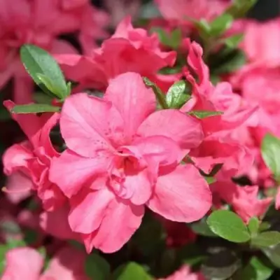 Азалия РОКОКО японская в Калинковичах