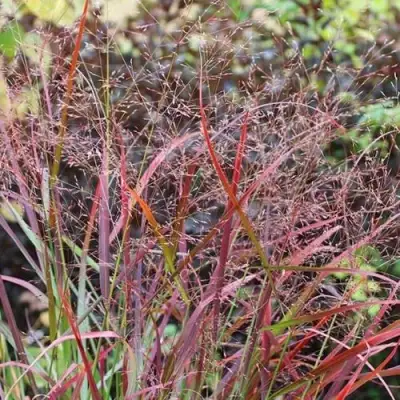 Просо РЕБРАУН прутьевидное в Калинковичах