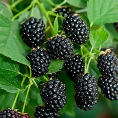 Ежевика ЛОХТЕЙ бесшипная в Калинковичах