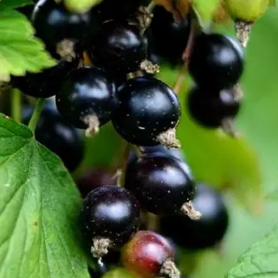 Смородина чёрная КАТЮША в Калинковичах