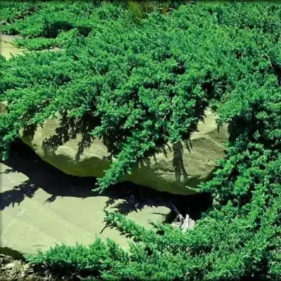 Можжевельник НАНА лежачий в Калинковичах