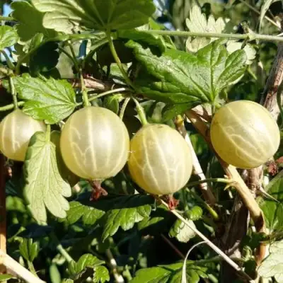 Крыжовник БЕЛОРУCСКИЙ САХАРНЫЙ 2 в Калинковичах