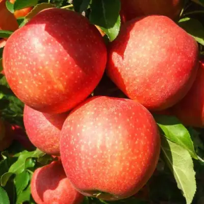 Яблоня ГАЛА ШНИГА в Калинковичах