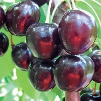 Черешня ЛЮБИМИЦА АСТАХОВА в Калинковичах