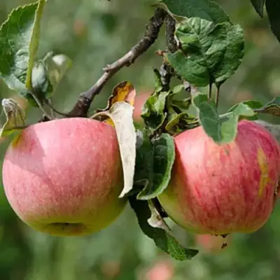 Яблоня МЕЛБА в Калинковичах