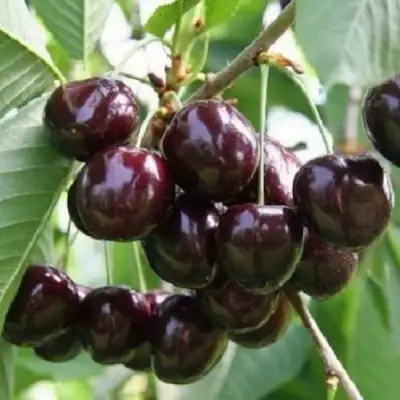 Черешня ЛЕНИНГРАДСКАЯ ЧЁРНАЯ в Калинковичах