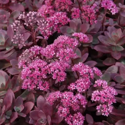 Очиток (седум) САНСПАРКЛЕР ФАЙЕРКРЕКЕР в Калинковичах