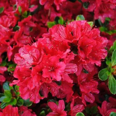 Азалия ХИНО КРИМСОН японская в Калинковичах