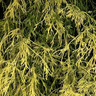 Кипарисовик ФИЛИФЕРА АУРЕА горохоплодный в Калинковичах