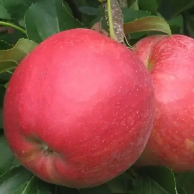 Яблоня РУБИН в Калинковичах