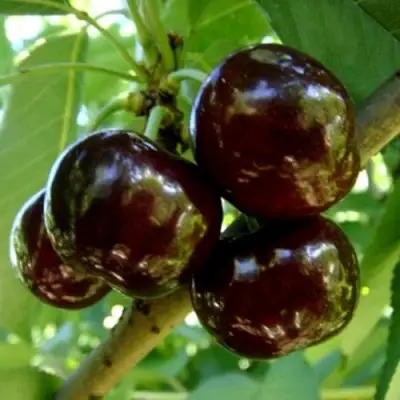 Черешня МУСКАТНАЯ в Калинковичах