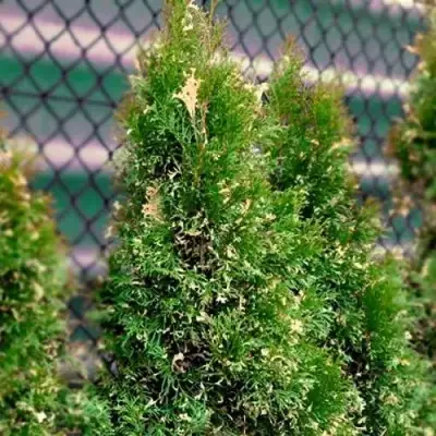 Туя СМАРАГД ВАРИЕГАТА западная в Калинковичах