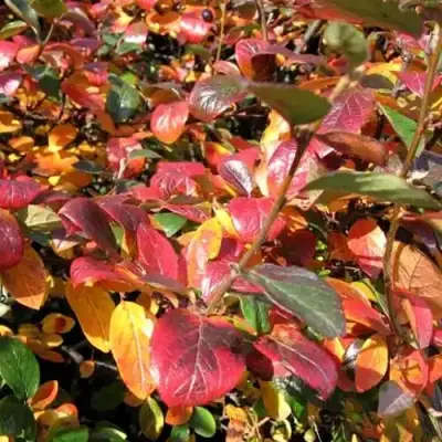 Кизильник блестящий в Калинковичах