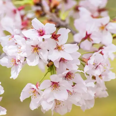 Сакура КОЙО НО МАЙ в Калинковичах