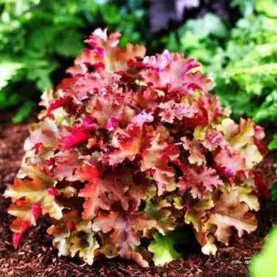 Гейхера МАРМЕЛАД в Калинковичах