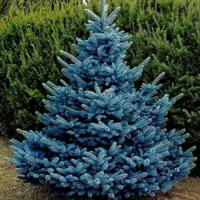 Ель МАДЖЕСТИК БЛЮ колючая в Калинковичах
