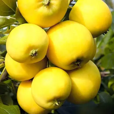 Яблоня УРАЛЬСКОЕ НАЛИВНОЕ в Калинковичах