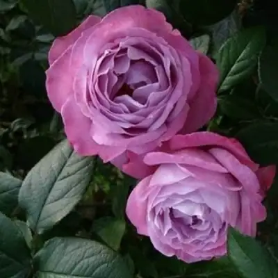 Роза АКВА чайно-гибридная в Калинковичах