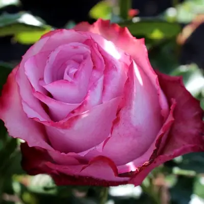 Роза ДИП ВОТЕР чайно-гибридная в Калинковичах