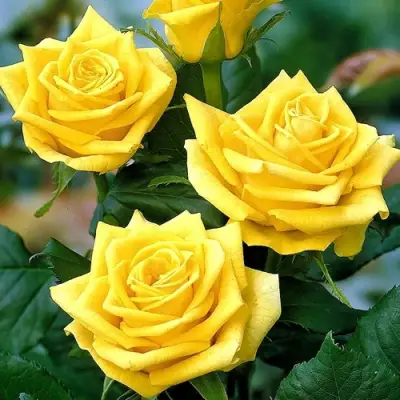 Роза ПАПИЛОН чайно-гибридная в Калинковичах