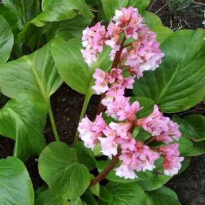 Бадан БЭБИ ДОЛЛ в Калинковичах